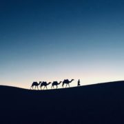 silhouette photography of four camels