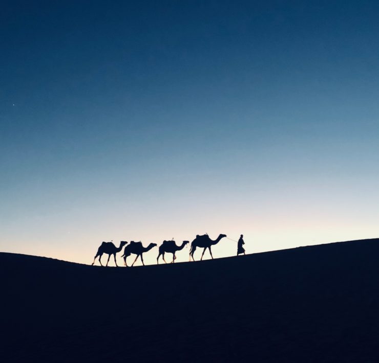 silhouette photography of four camels