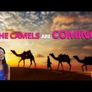 Agnes Ebedi || THE CAMELS ARE COMING!