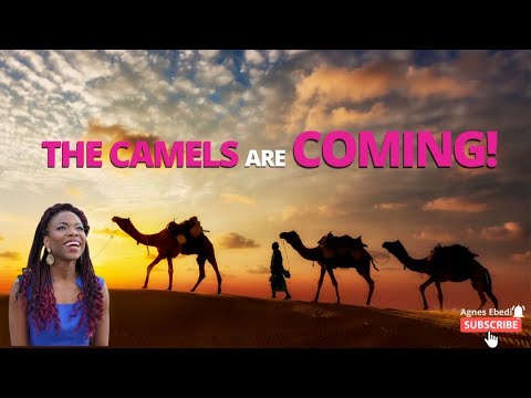 Agnes Ebedi || THE CAMELS ARE COMING!