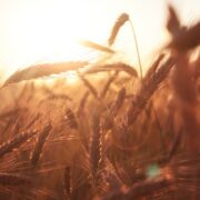 brown wheat in close up, as a vision
