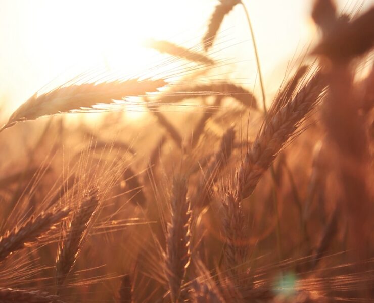 brown wheat in close up, as a vision