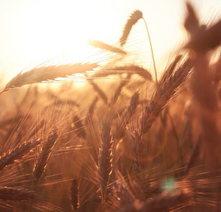 brown wheat in close up, as a vision