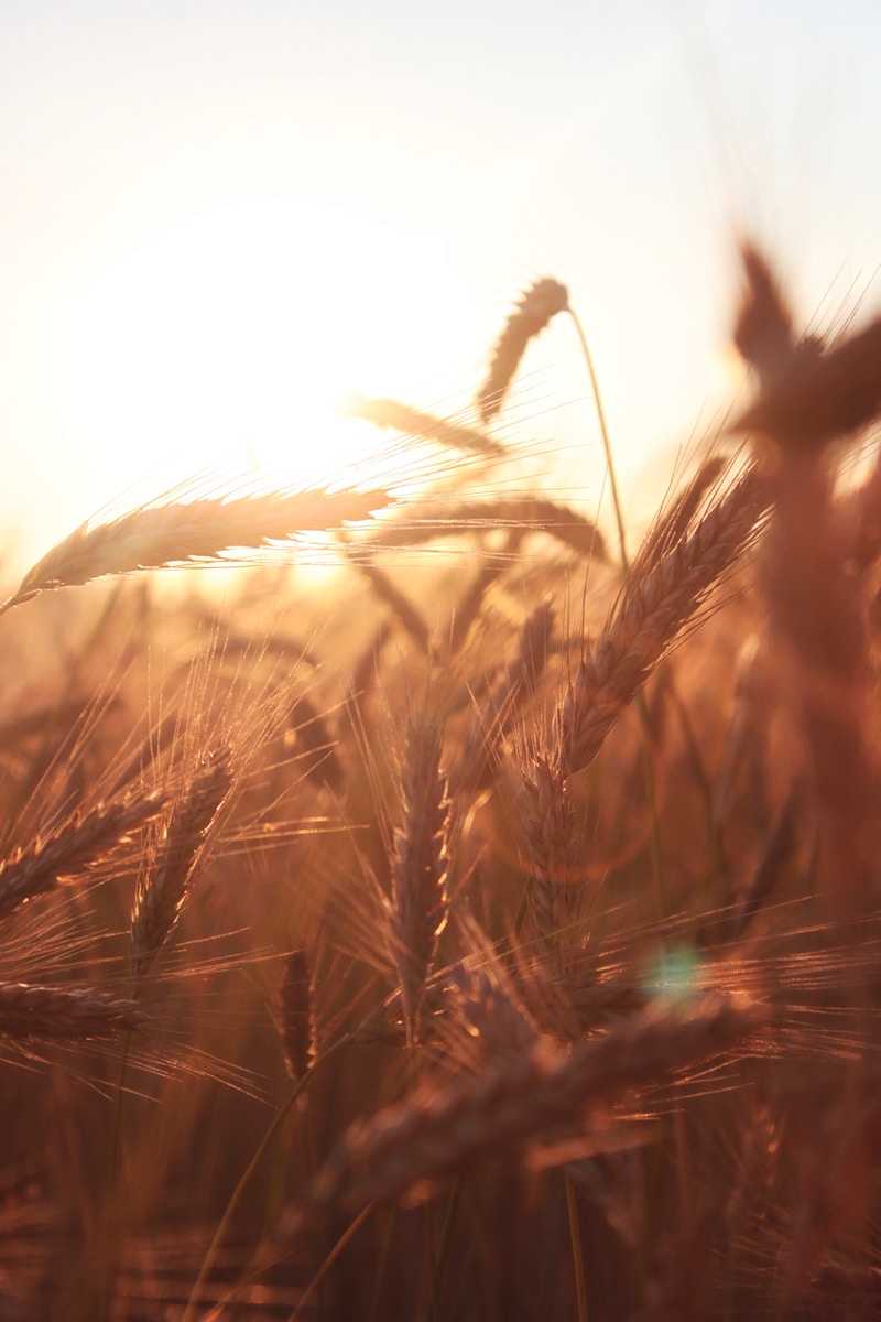 brown wheat in close up, as a vision