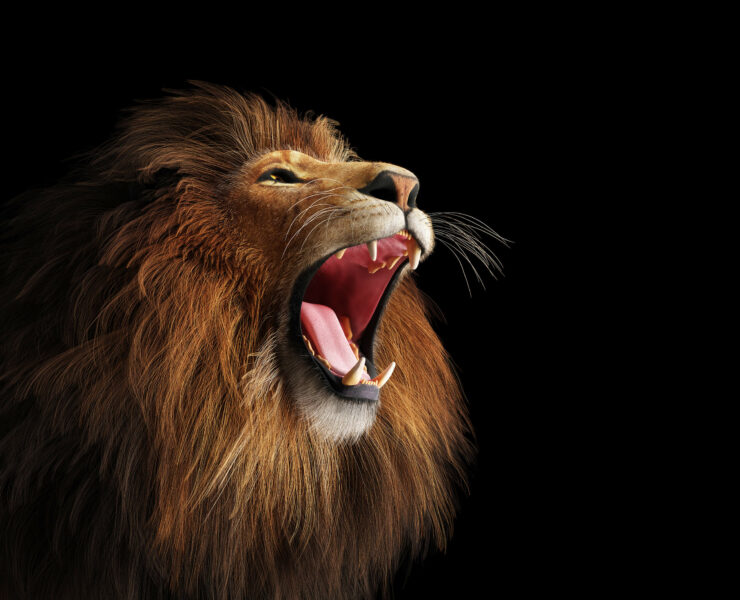 Mighty Lion Roaring